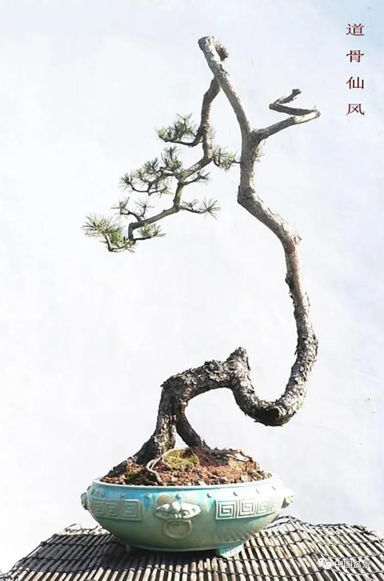 曲能有诚读韩学年几件山松盆景