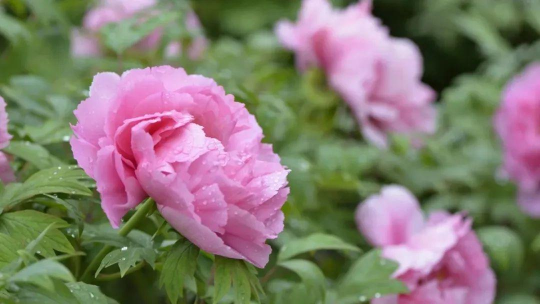 惊艳青州牡丹极致拍摄太美了