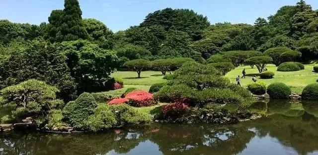 群植所表现的主要为群体美,群植也像孤植和丛植一样,是构图上的主景之