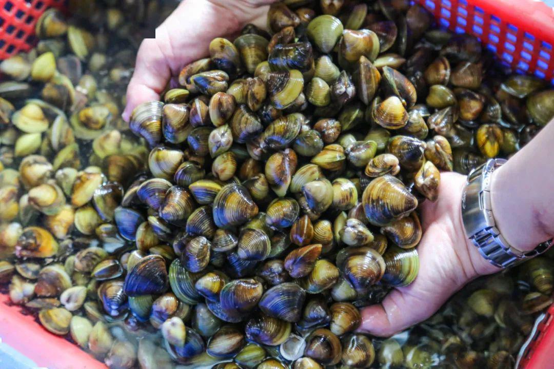 来到红卫村码头【搭渡】去木棉饭店#带你解锁河鲜新吃法!_西江