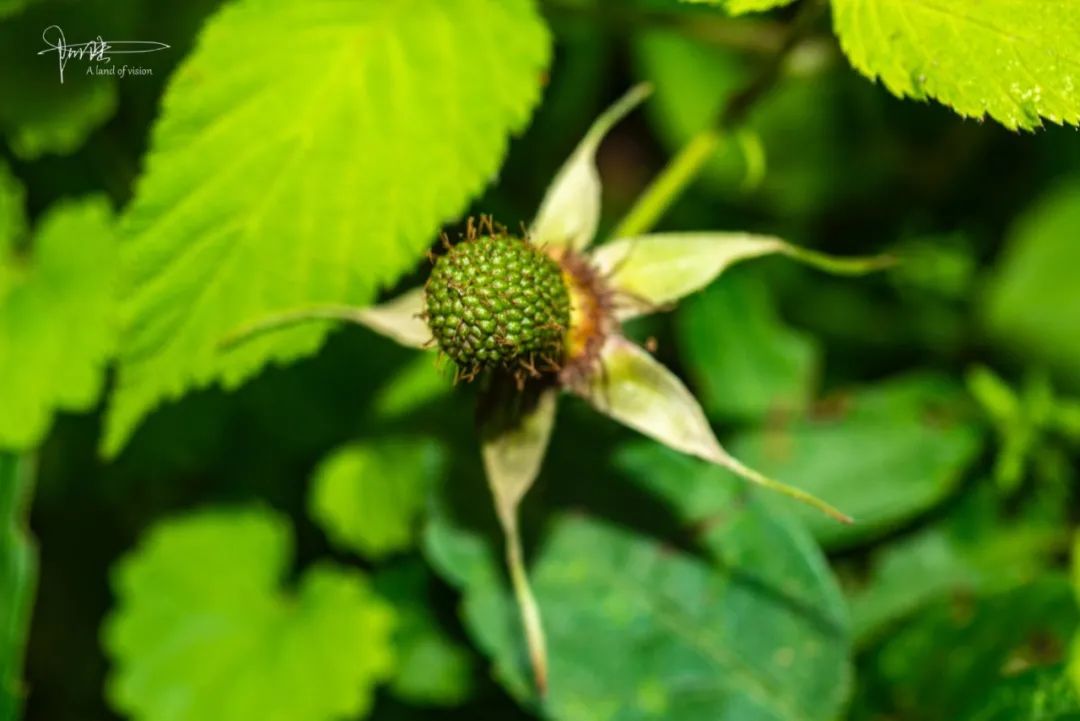 原创看到蓬蘽这个词估计很多人都不认识但我们都吃过它