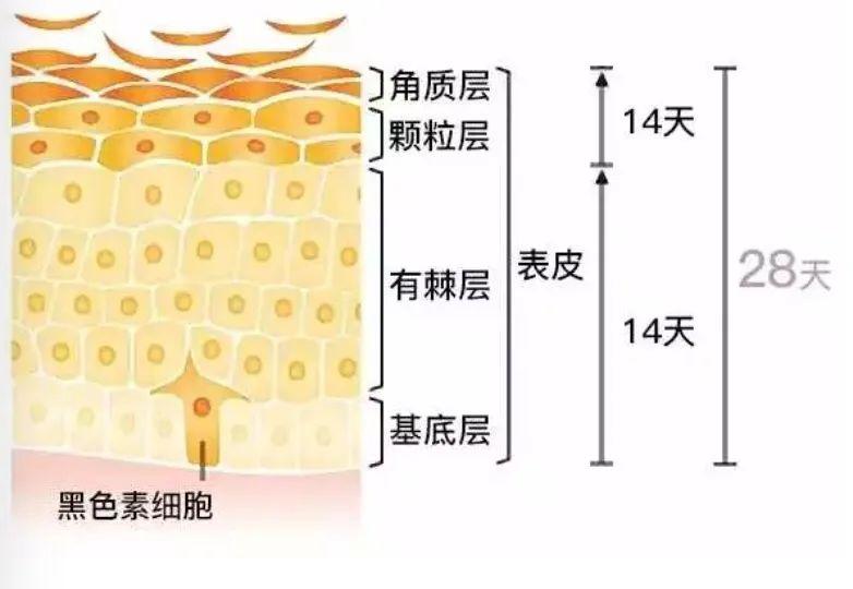 正经聊一聊细胞护肤的未来,干细胞到底靠谱吗?_皮肤