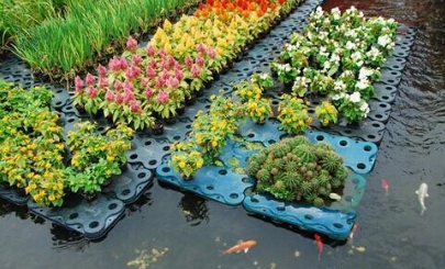 所以在进行水生植物配置的时候一定要将水生植物的特性了解清楚,如果