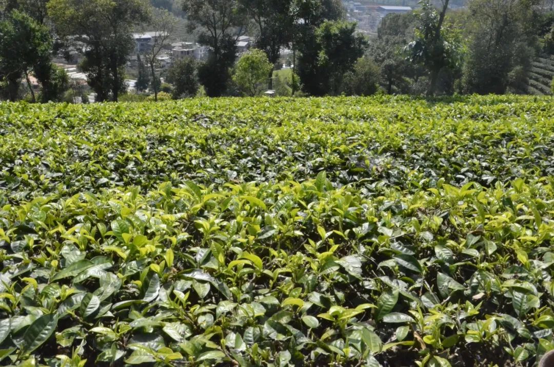 万家茶企出不了一个立顿？中国两千亿茶叶大市场到底缺了什么？