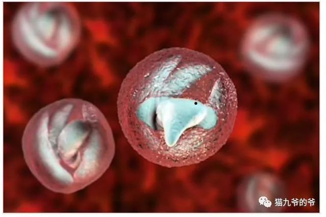 猫九爷猫腹泻病因之隐孢子虫