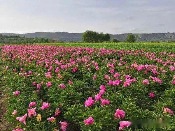 愛上甘肅臨夏從牡丹開始