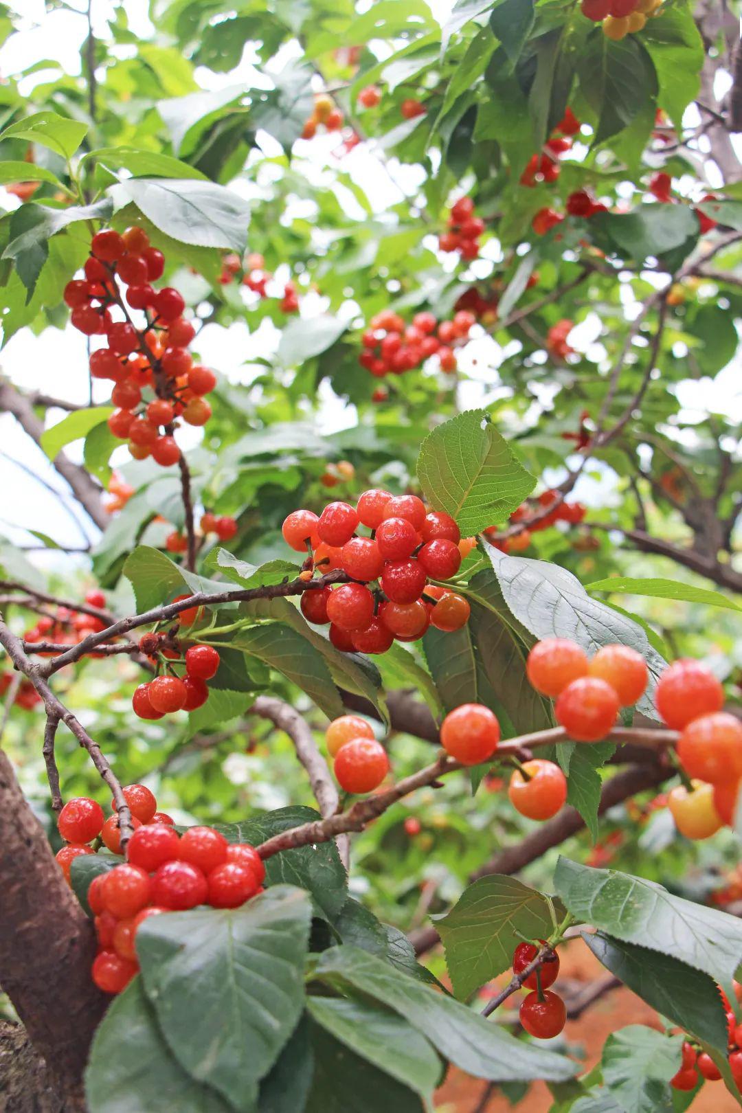 "月城"水果进军"魔都",西昌樱桃大放异彩!