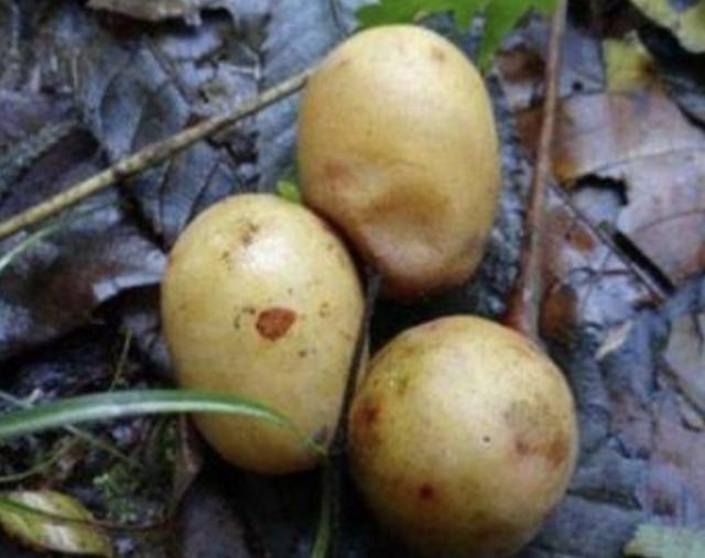 1种鼻涕果奇特果皮黄色以往看到就流口水如今少见