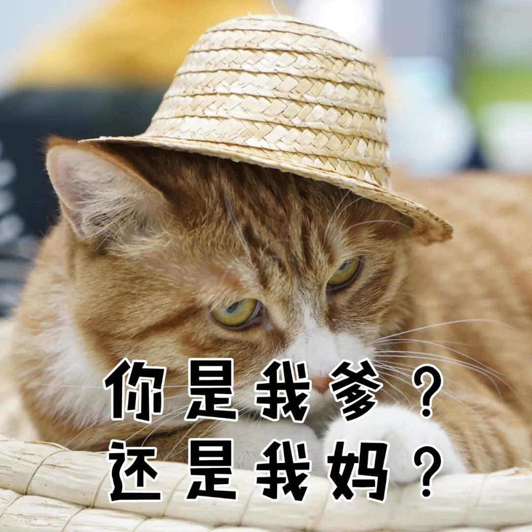 千万别对养猫的朋友说这10句话！