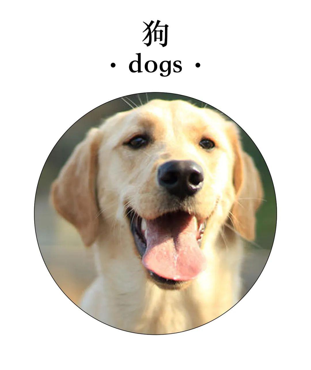 其实广东人系开动物园嘅收租只是副业