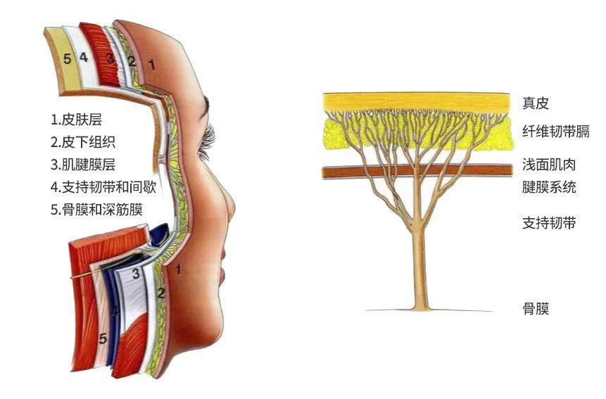 人脸从外向内的结构分别为:皮肤,皮下组织,肌腱腱膜层以及韧带和韧带