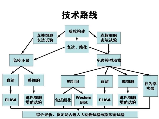 病毒疫苗研發的基本流程