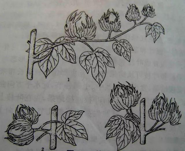 棉花的式指的是什么?零式,一式,二式?果枝和株型的大体说法的科普