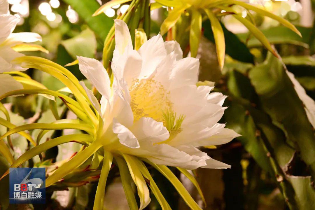 惊艳博白这一大片火龙果开花了附开花全过程视频