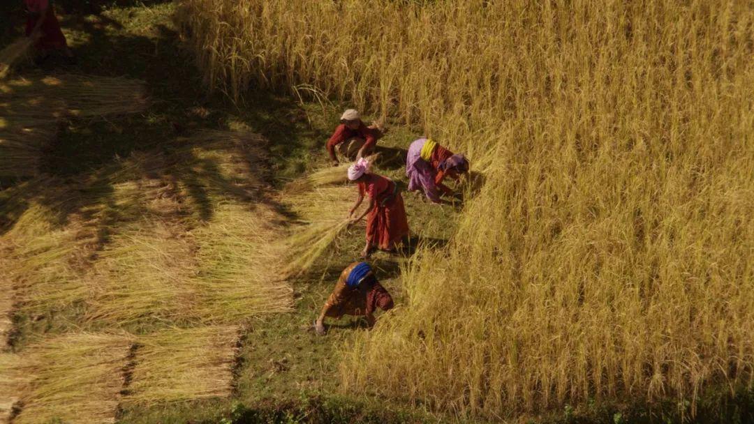 7影片简介:雅典娜是一位母亲,当他们被迫离开他们的水坑时,她会尽她所