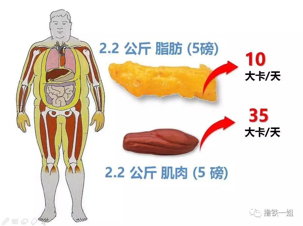 肌肉量对比图片