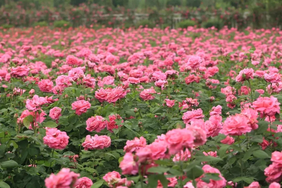 德阳醉美月季花海溪月谷喊你来看花