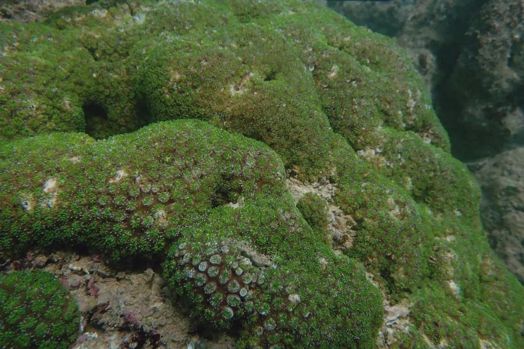 珊瑚虫纲国家二级保护动物珊瑚礁就像一座海底的大森林,减小了海底的