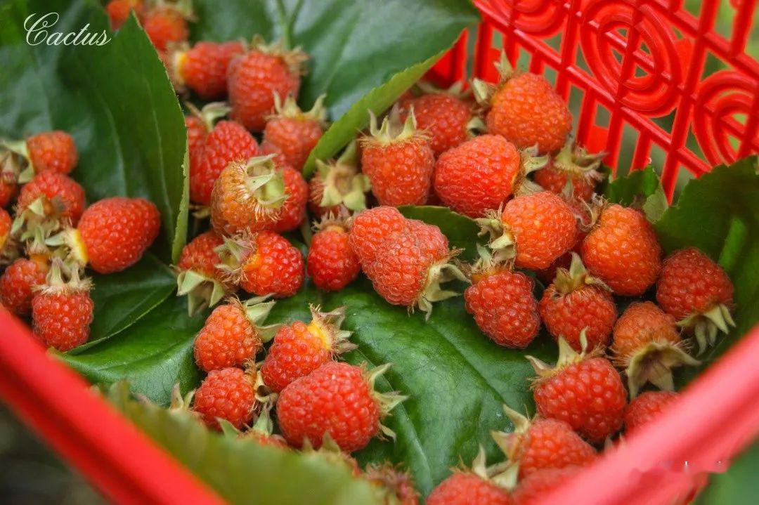 秀山又到了红萢成熟的季节你还记得这种8090后童年最爱的野果吗