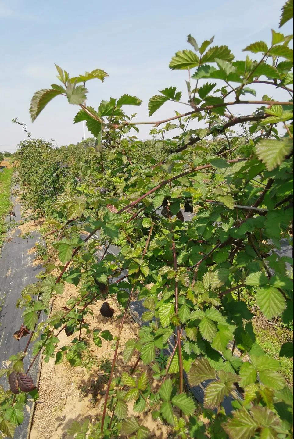 野生黑刺莓种植图片