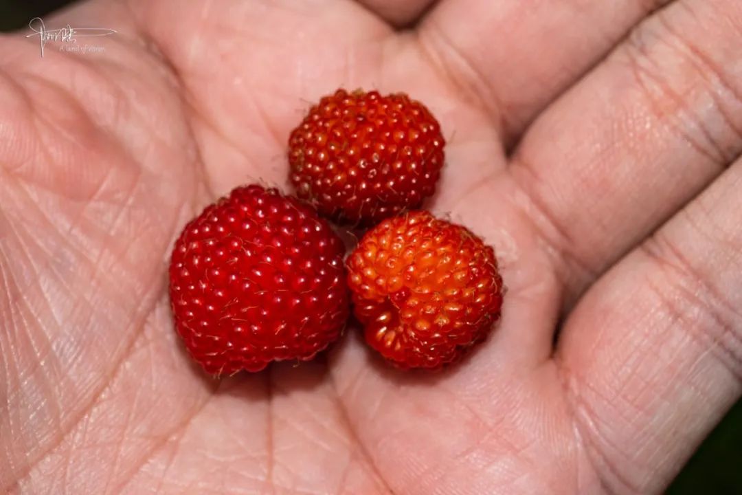 原创看到蓬蘽这个词估计很多人都不认识但我们都吃过它