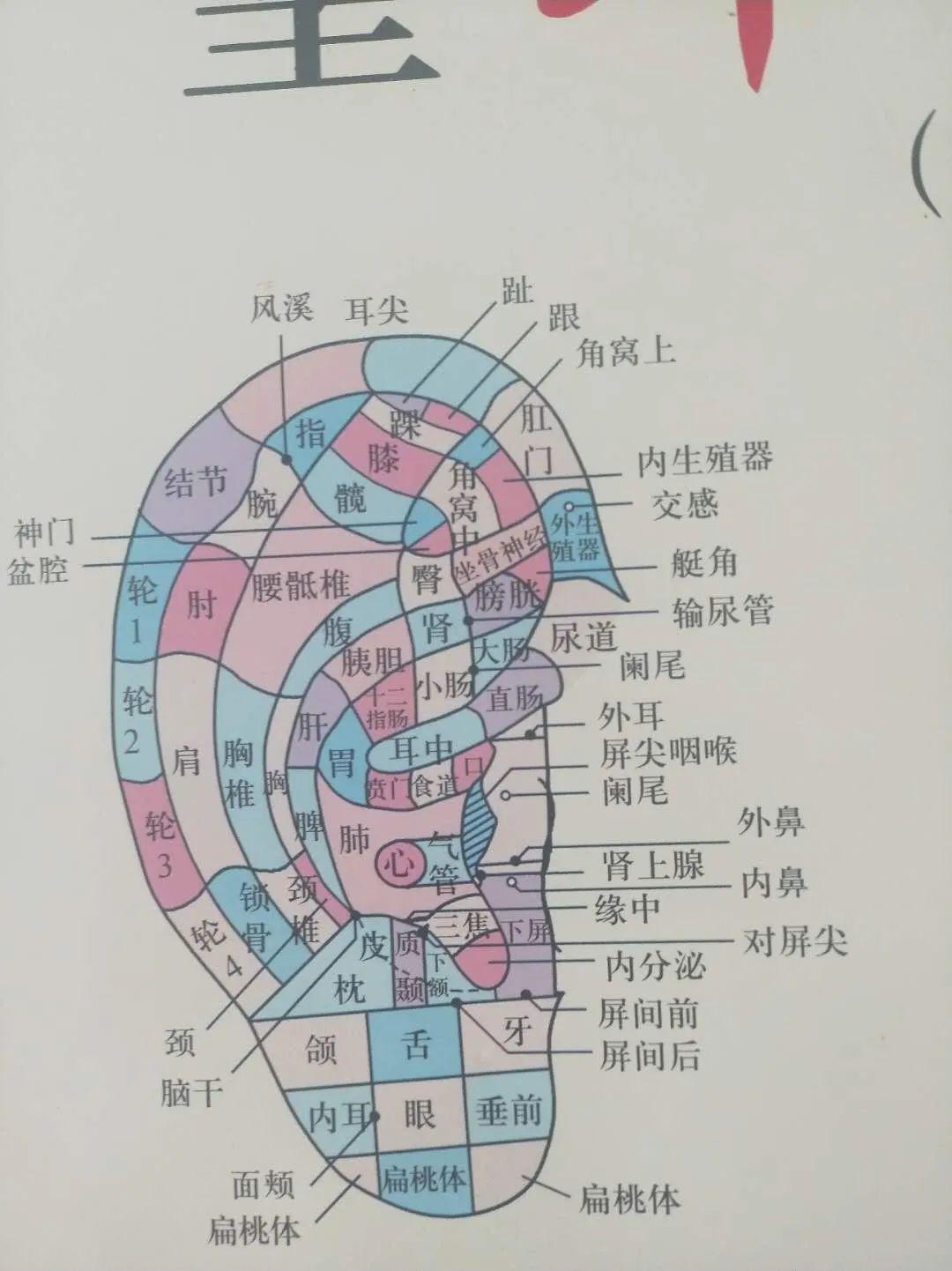 泌阳县人民医院中西医结合科免费贴耳穴啦