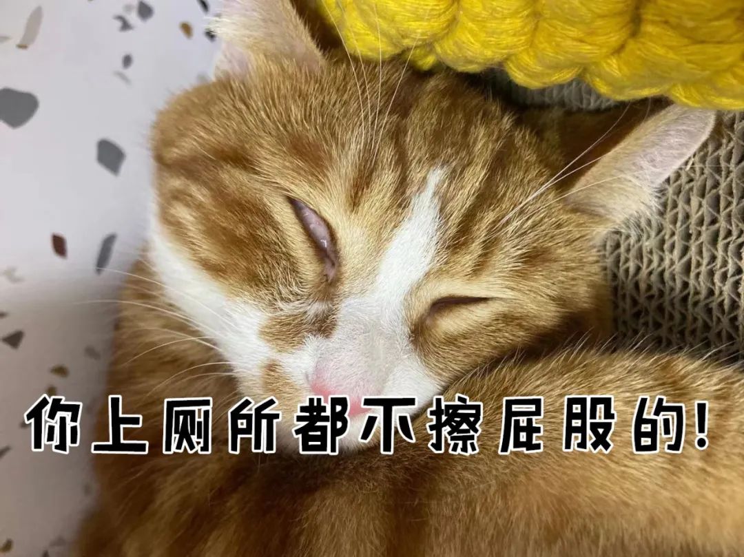 千万别对养猫的朋友说这10句话！