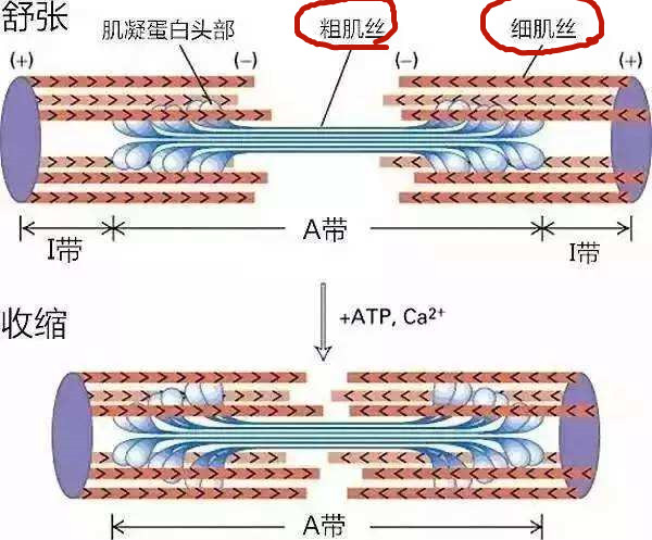 瘦子增重训练