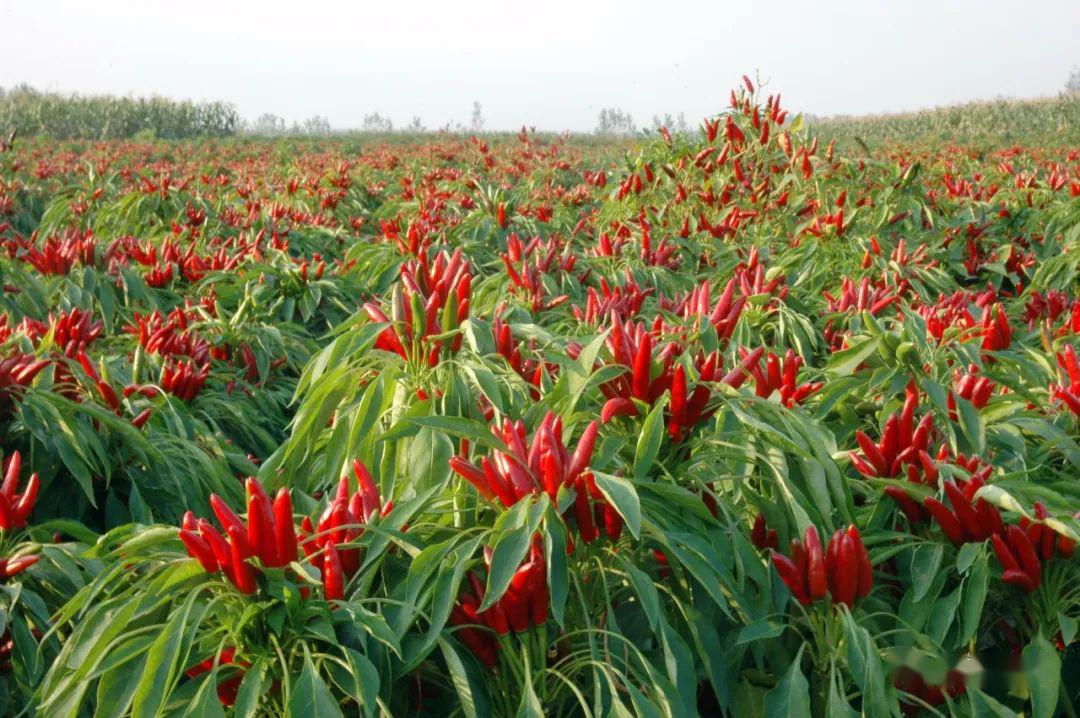 大数据助力直播带货销出辣椒192吨