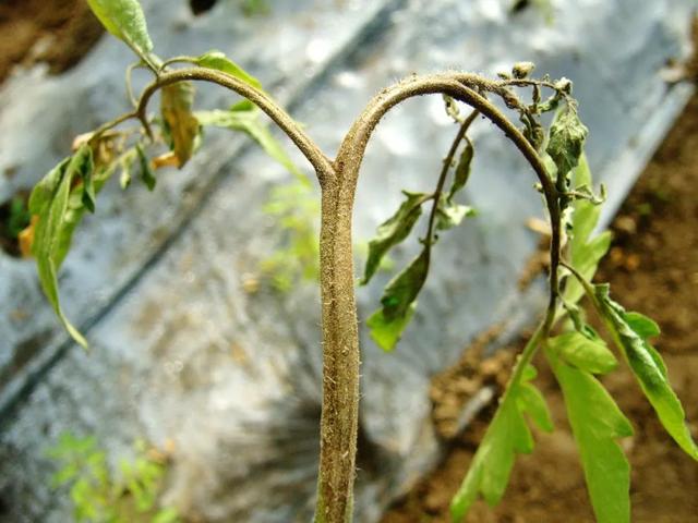 西红柿幼苗期病害图片图片
