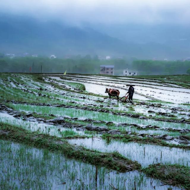 江西萍鄉武功山梯田,春耕如水墨.