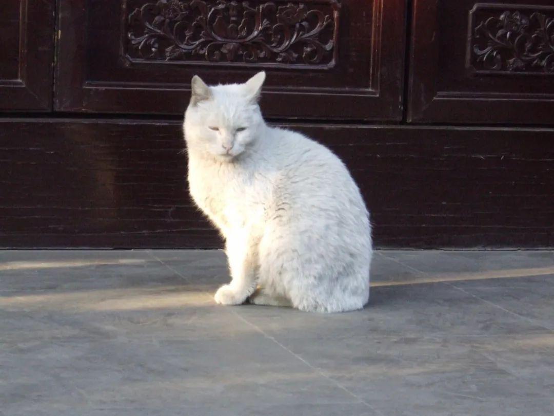霜眉猫图片