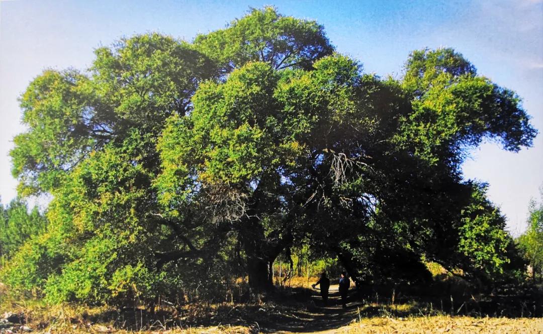 神榆,公母榆……看看赤峰各地的古榆_榆树