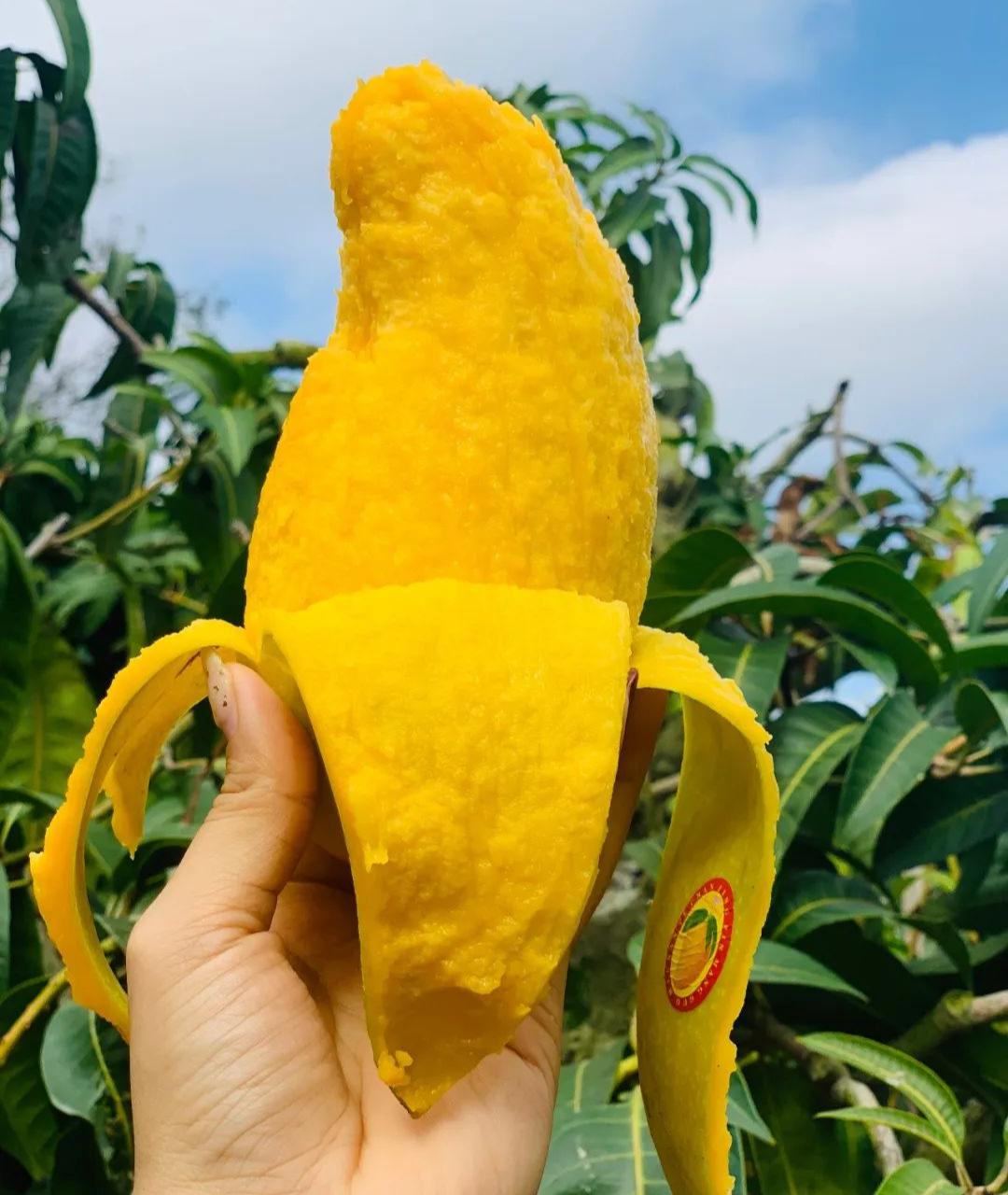 芒果,红心火龙果购4斤,送1斤!_水仙