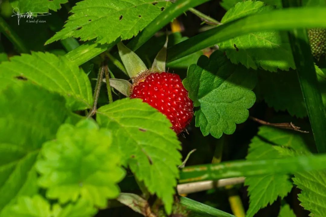 原创看到蓬蘽这个词估计很多人都不认识但我们都吃过它