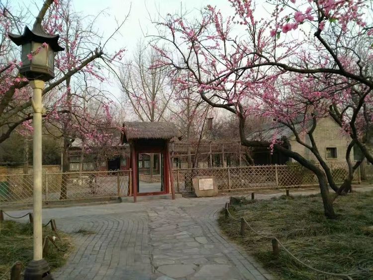 红楼梦:寡妇李纨家为何杏花争艳?这是曹雪芹对她和贾兰的赞誉