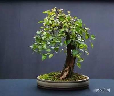 (图文)普通白桦树的华丽变身,玩盆景别纠结树种