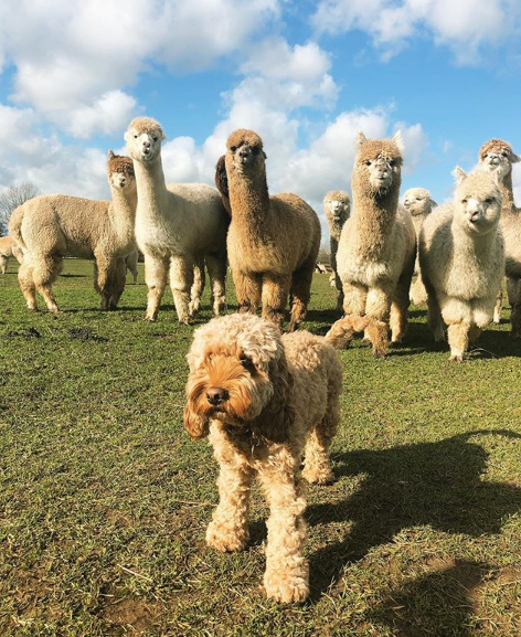 铲屎官准备给贵宾拍照,却被一群羊驼围观:像极了吃瓜时候的我
