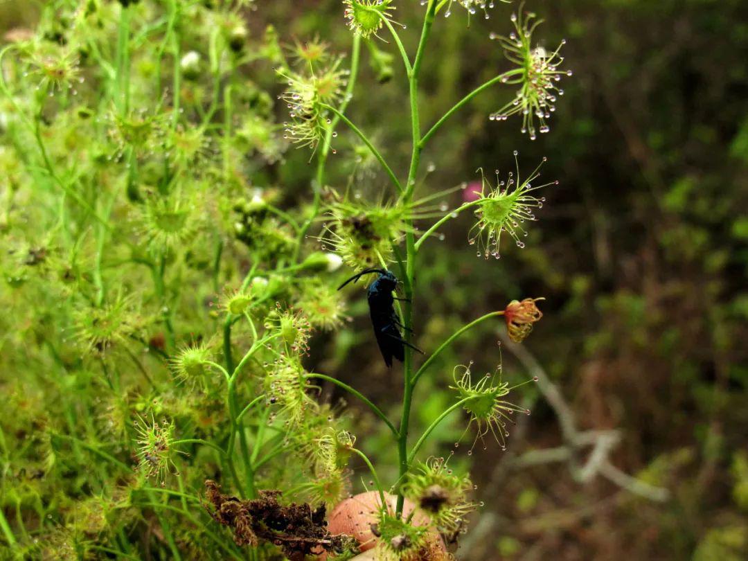 光萼茅膏菜神奇的食虫植物