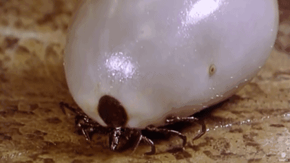 街坊们小心这种致命虫子进入高发季