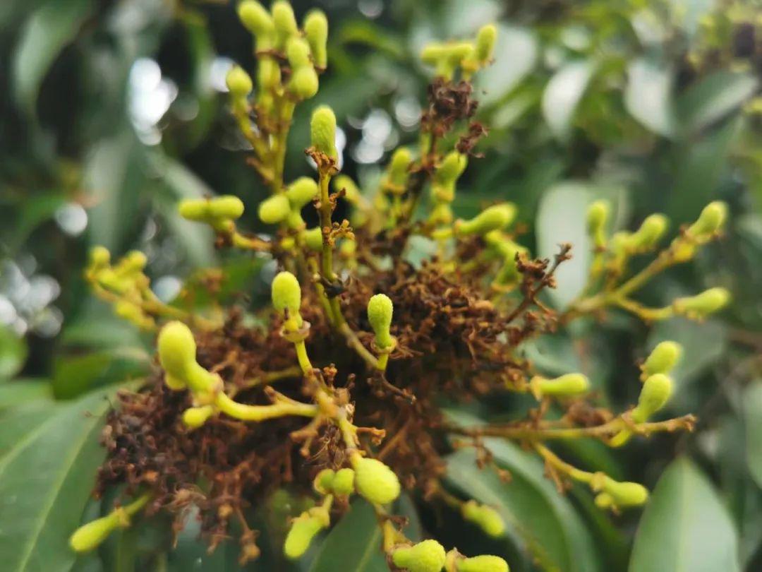 妃子笑了斗门荔枝今年或迎大丰收