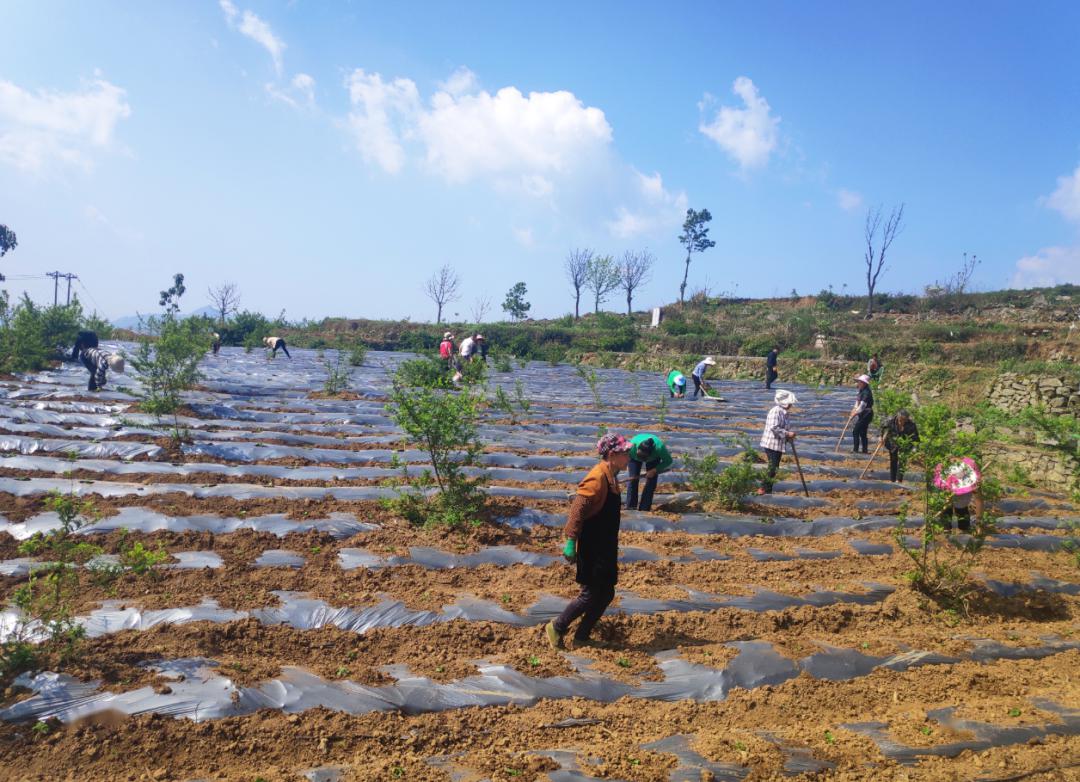 关寨镇西克村:试点种植工业辣椒带动村民增收致富