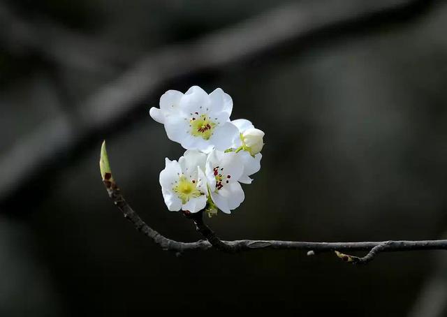 三月訪金川始見花怒放已聞雪梨香最難忘是老鄉和我相約秋天