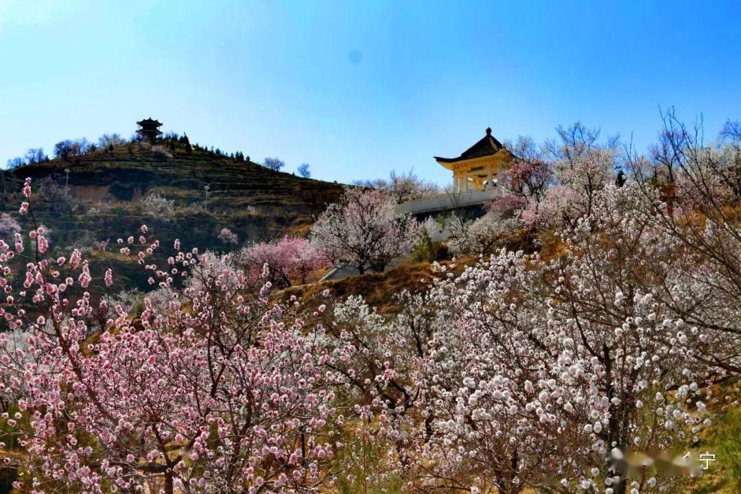 又有春风初上漫天飞花的意境既有"不待春风遍,杏花已满山"的美意又像