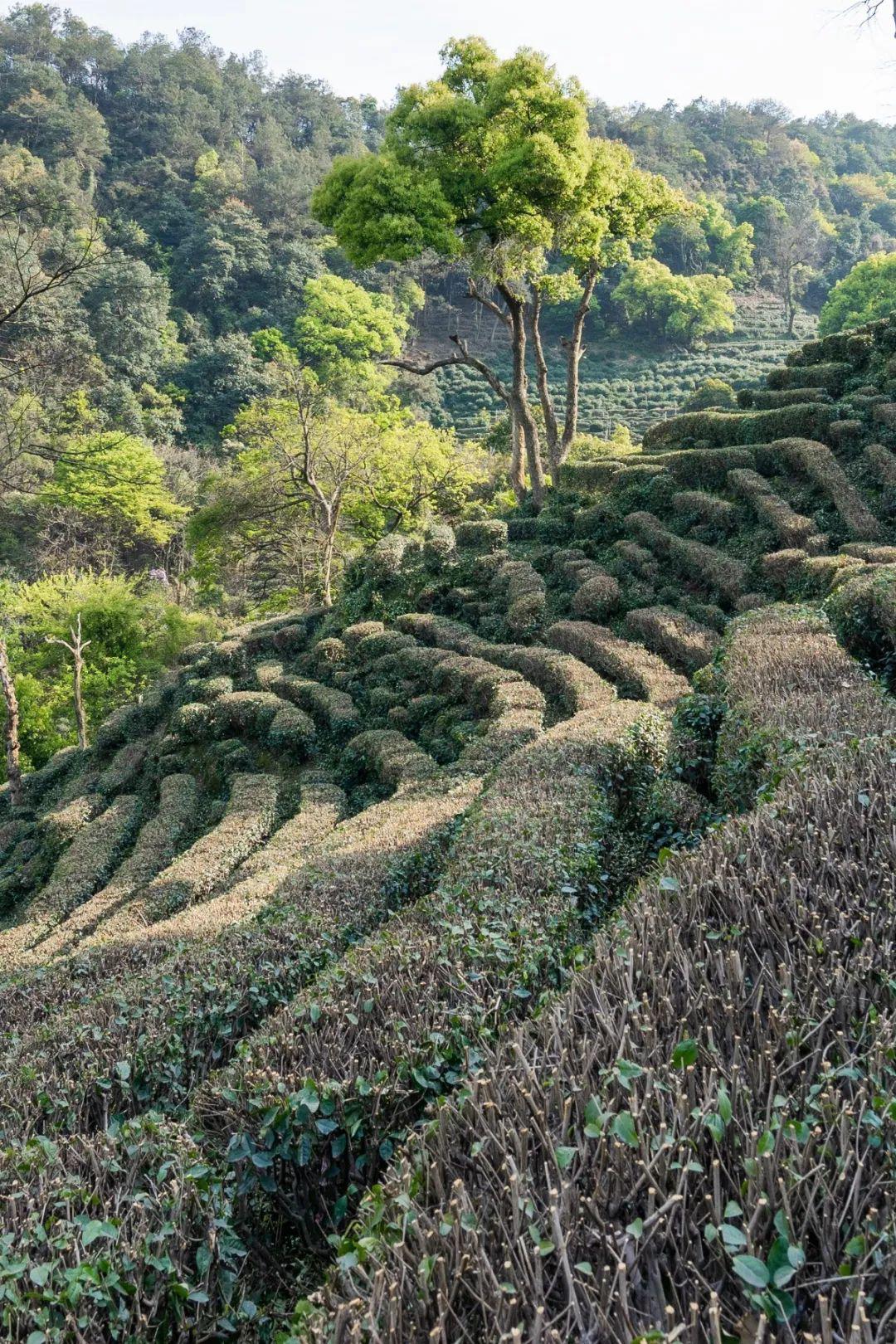 采摘正式迎来了告别——目前西湖龙井茶产区内茶树均进行了茶园修剪