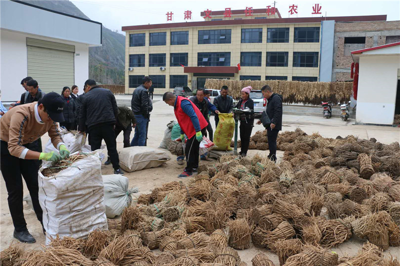 第六张:公司收购中药材现场一角 作者供图为了切实做好疫情防控和复工