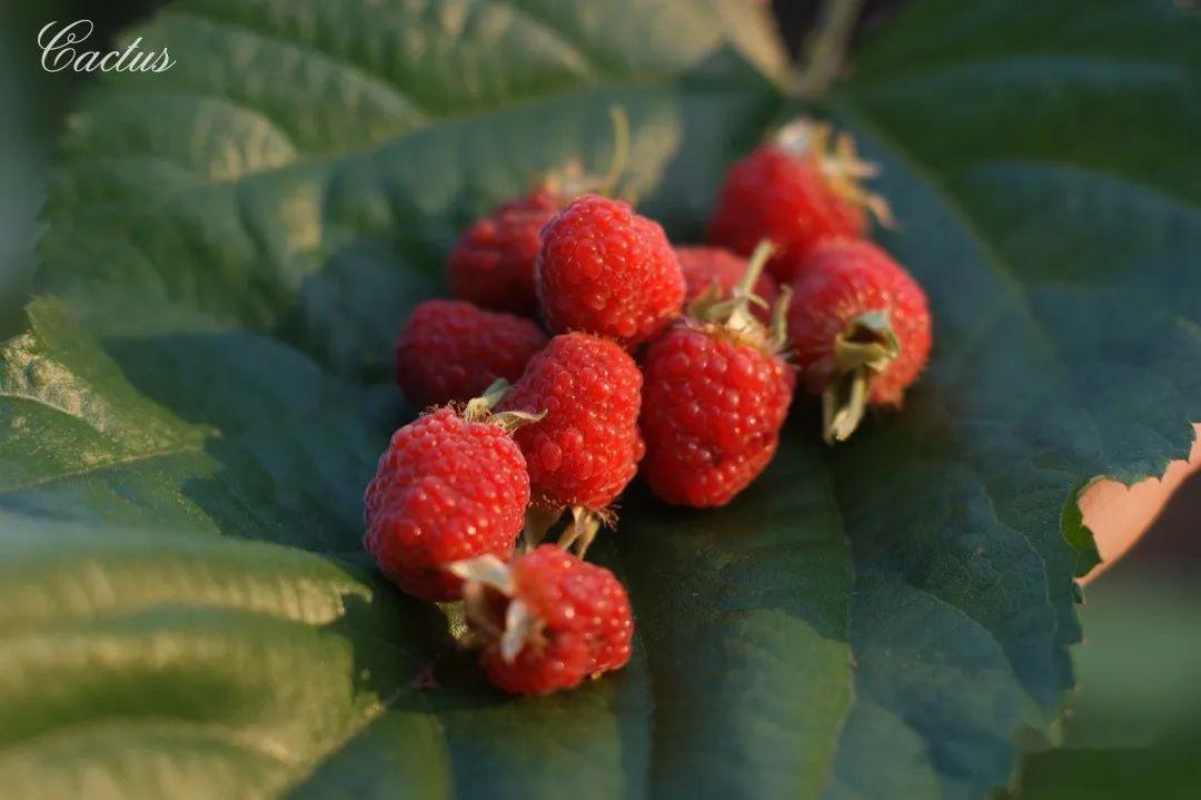 秀山又到了红萢成熟的季节你还记得这种8090后童年最爱的野果吗