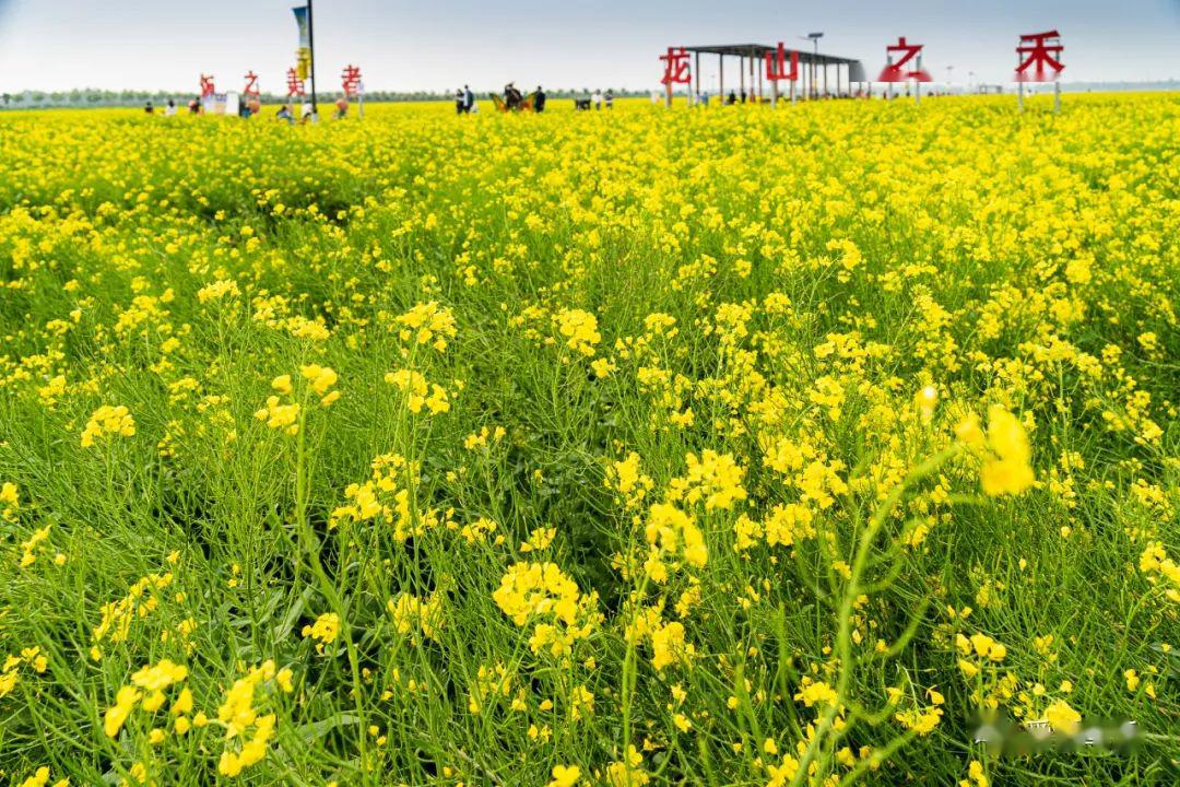 章丘龙山油菜花基地图片