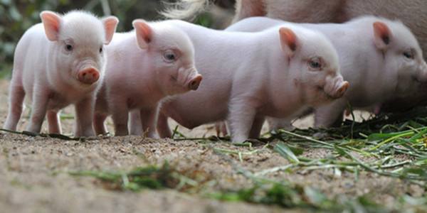 原创生猪价格近期持续下跌猪崽价格会不会下降呢看完心里有数了