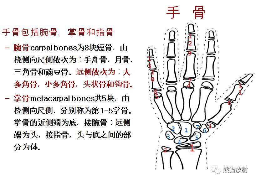 tw3骨龄对照表图片